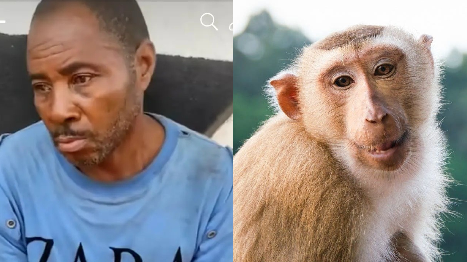 Man arrested for killing monkey in Awka