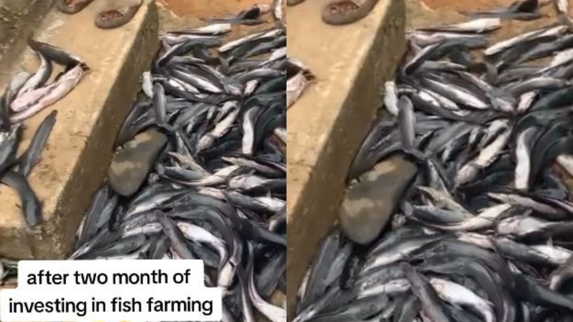 Fish farmer in distress as fish investment end in total ruin [Video]