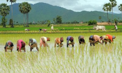 Enugu State rice production: One million tones of rice annually