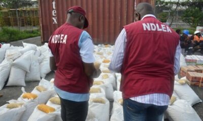 NDLEA destroys 10,000 kg cannabis in Edo