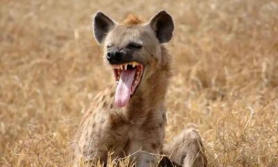 Anxiety in Jos as hyena escapes from wildlife park
