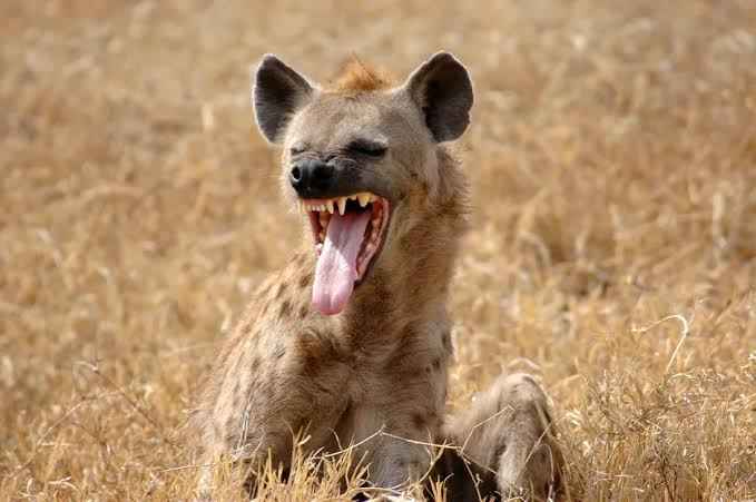 Anxiety in Jos as hyena escapes from wildlife park