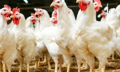 Chicken price hits ₦30,000, sparks festive debate