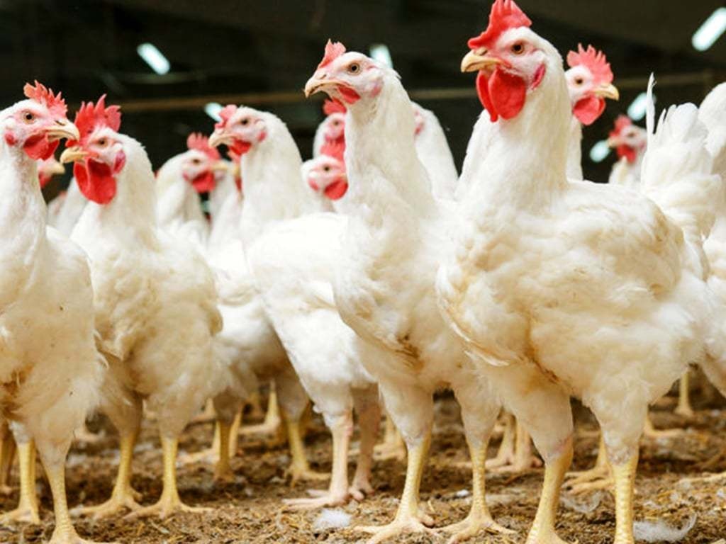 Chicken price hits ₦30,000, sparks festive debate