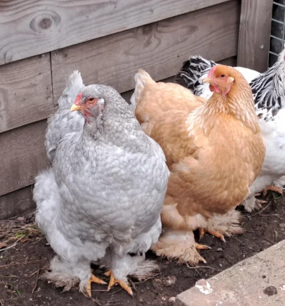 FG releases new chicken breeds, high-yield crop varieties