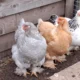 FG releases new chicken breeds, high-yield crop varieties