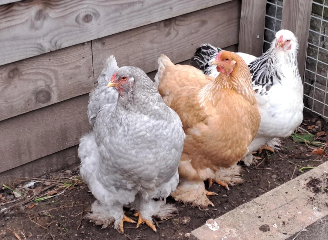 FG releases new chicken breeds, high-yield crop varieties